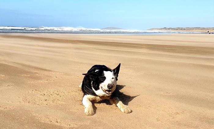 Ted the dog enjoys a walk at Rhossili Beach